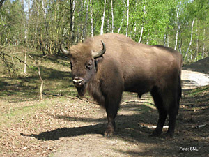 Döberitzer Heide. Foto: Sielmann Naturlanschaft Döberitzer Heide