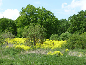 Döberitzer Heide: Eingang Kiefbruch. Foto: Bernd Herzog-Schlagk, FUSS e.V.